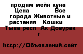 продам мейн куна › Цена ­ 15 000 - Все города Животные и растения » Кошки   . Тыва респ.,Ак-Довурак г.